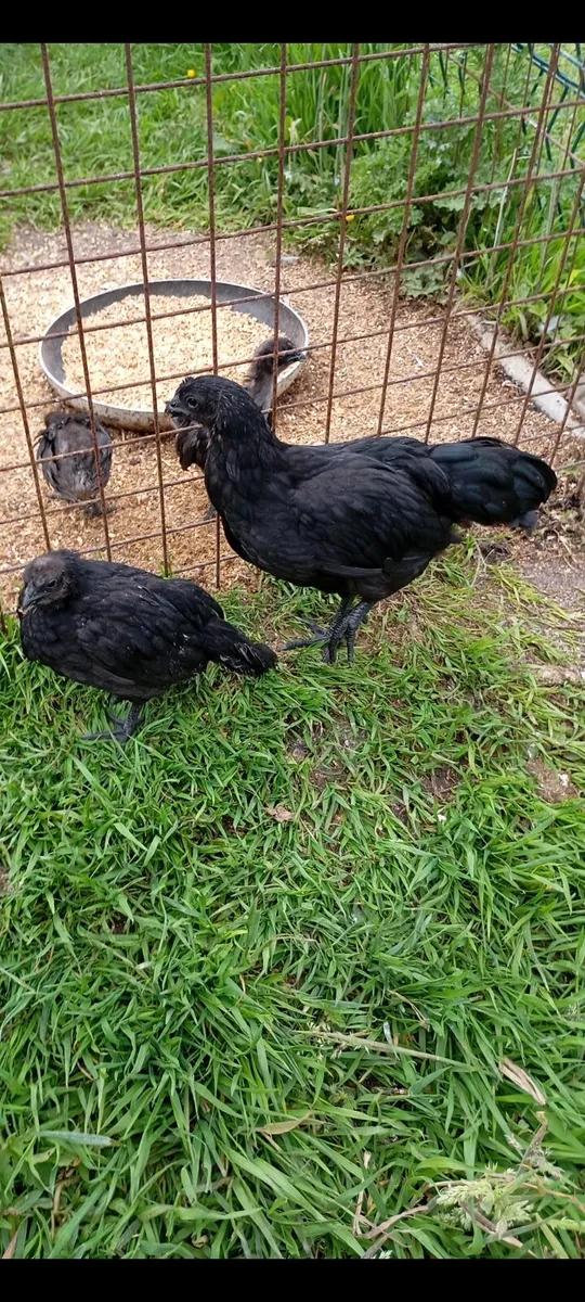 Poultry - Image 4