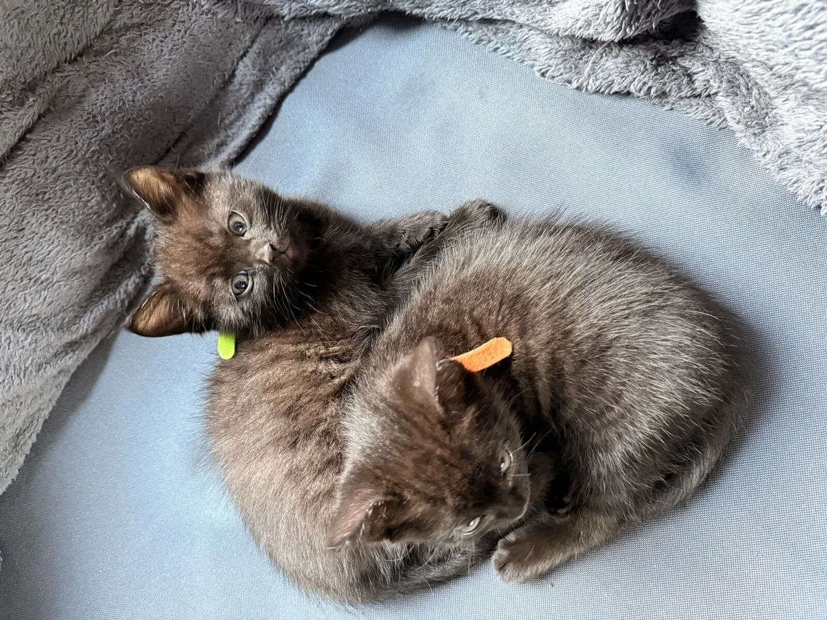 Beautiful Bengal mix kittens - Image 3