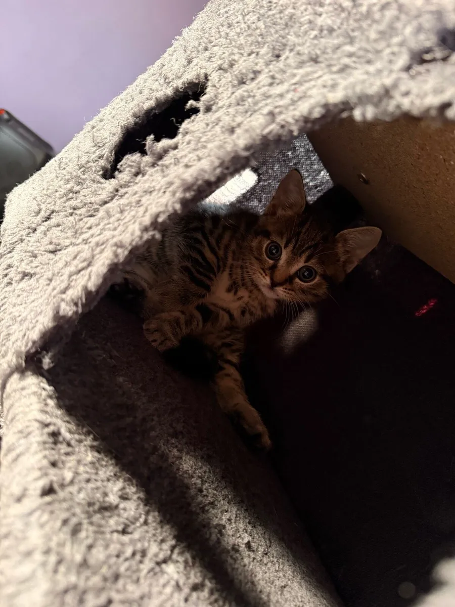 Beautiful Bengal mix kittens - Image 4