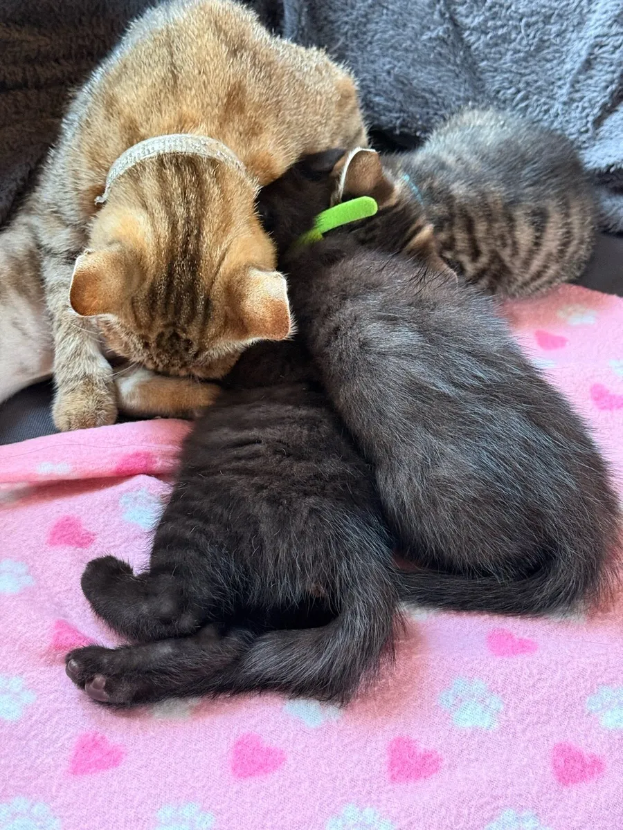 Beautiful Bengal mix kittens - Image 2
