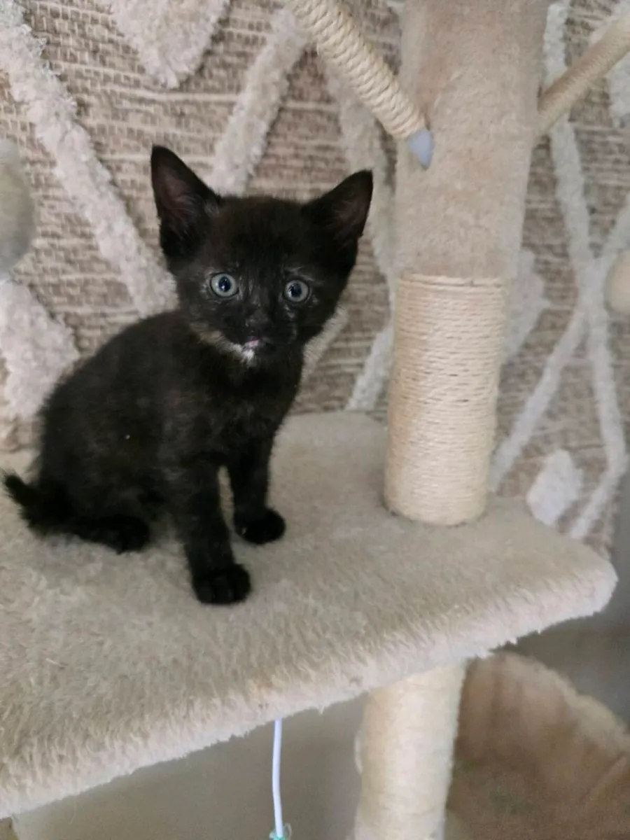 Kittens - Image 1