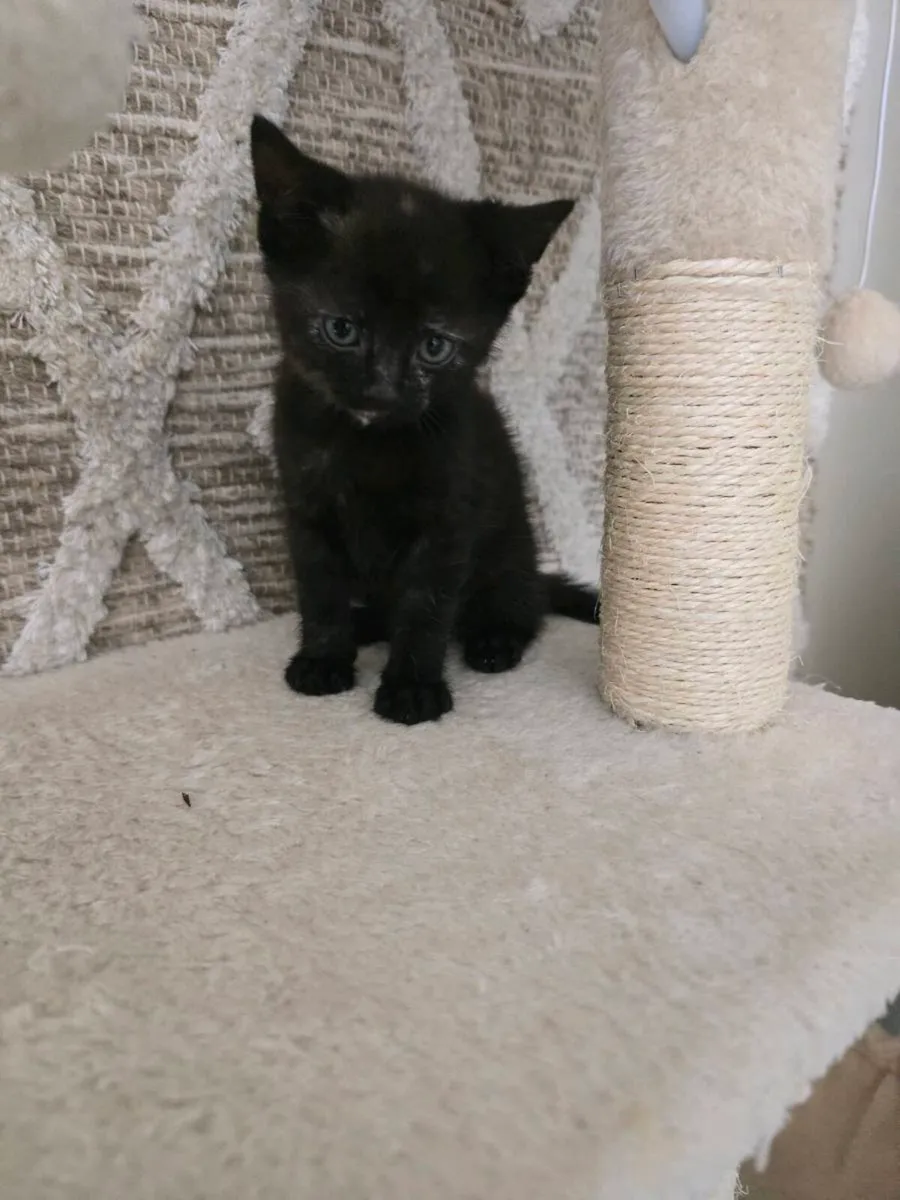 Kittens - Image 2