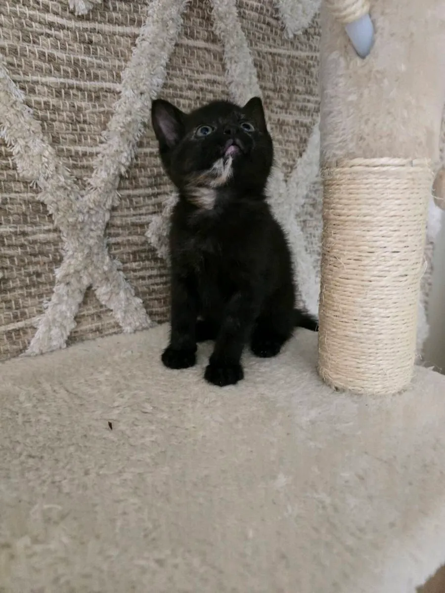 Kittens - Image 3