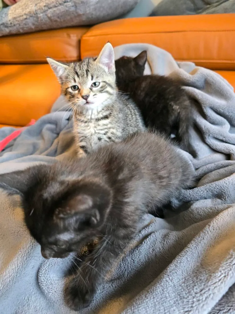Kittens - Image 4