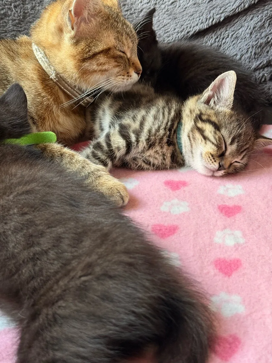 Beautiful Bengal mix kittens - Image 1