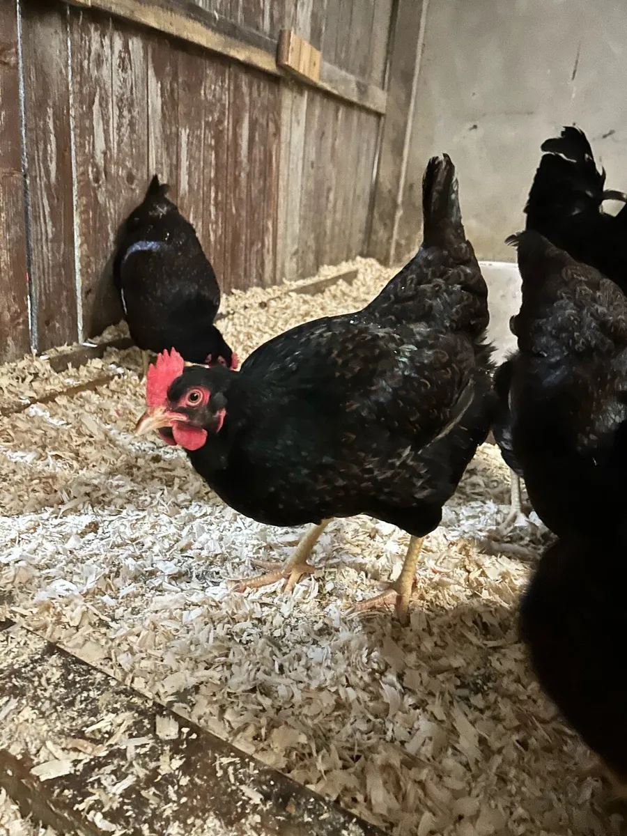 Purebred poultry - Image 4
