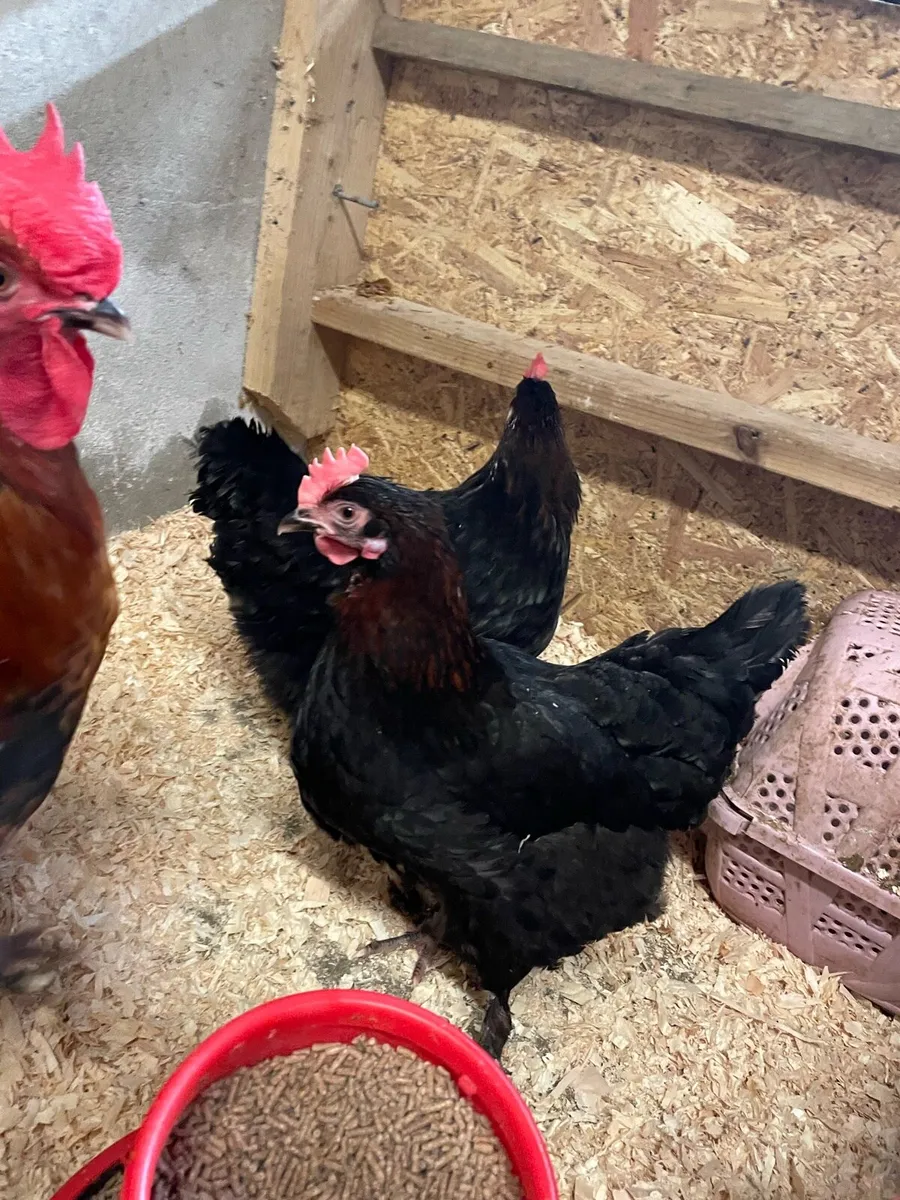 Purebred poultry - Image 3
