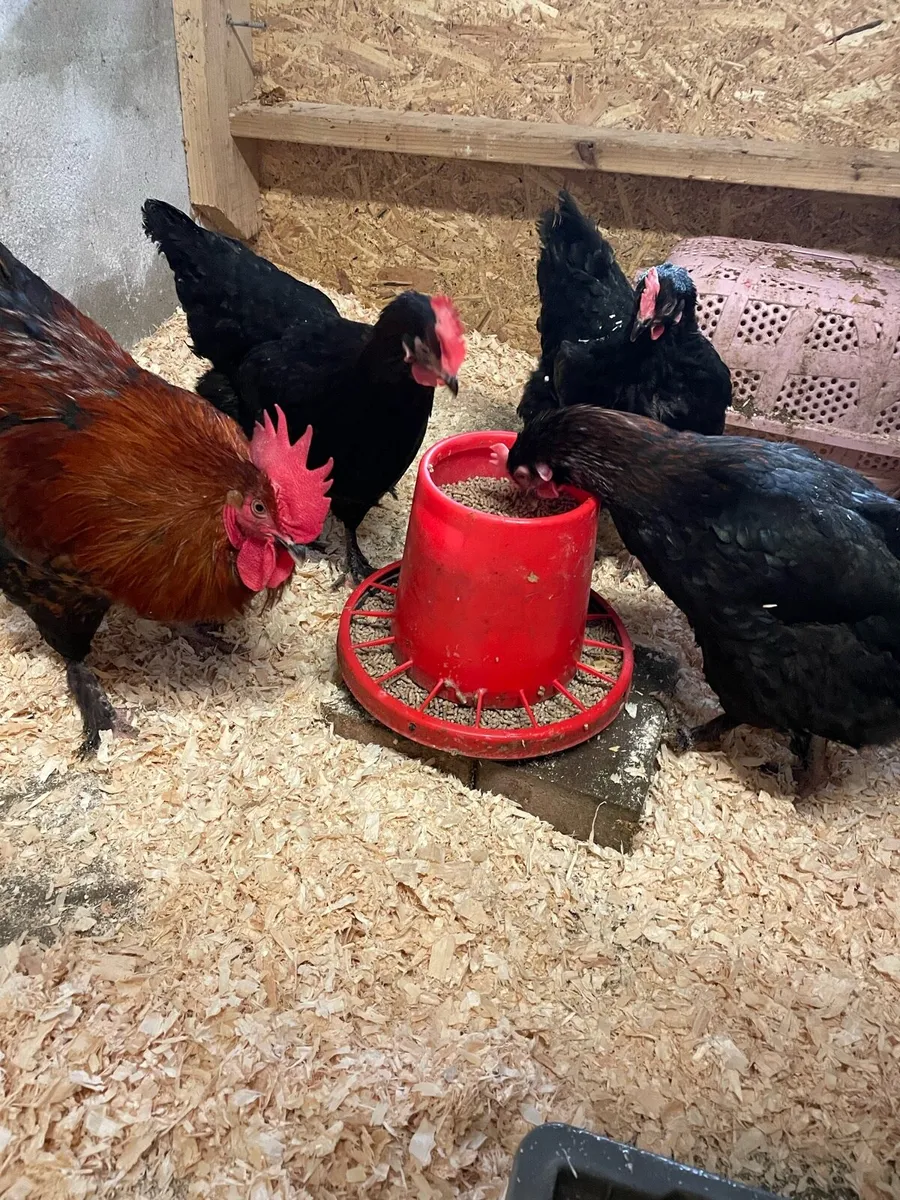 Purebred poultry - Image 4