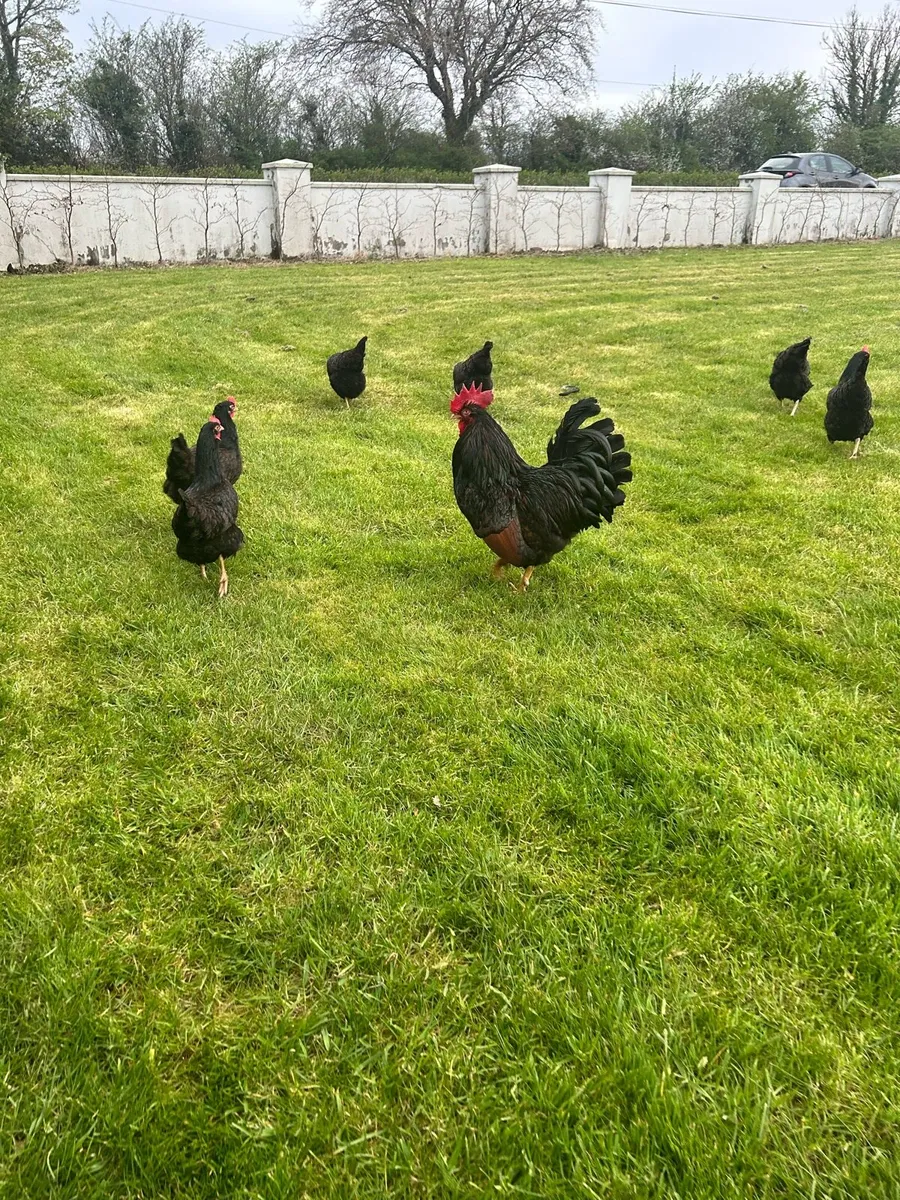 Purebred poultry - Image 3