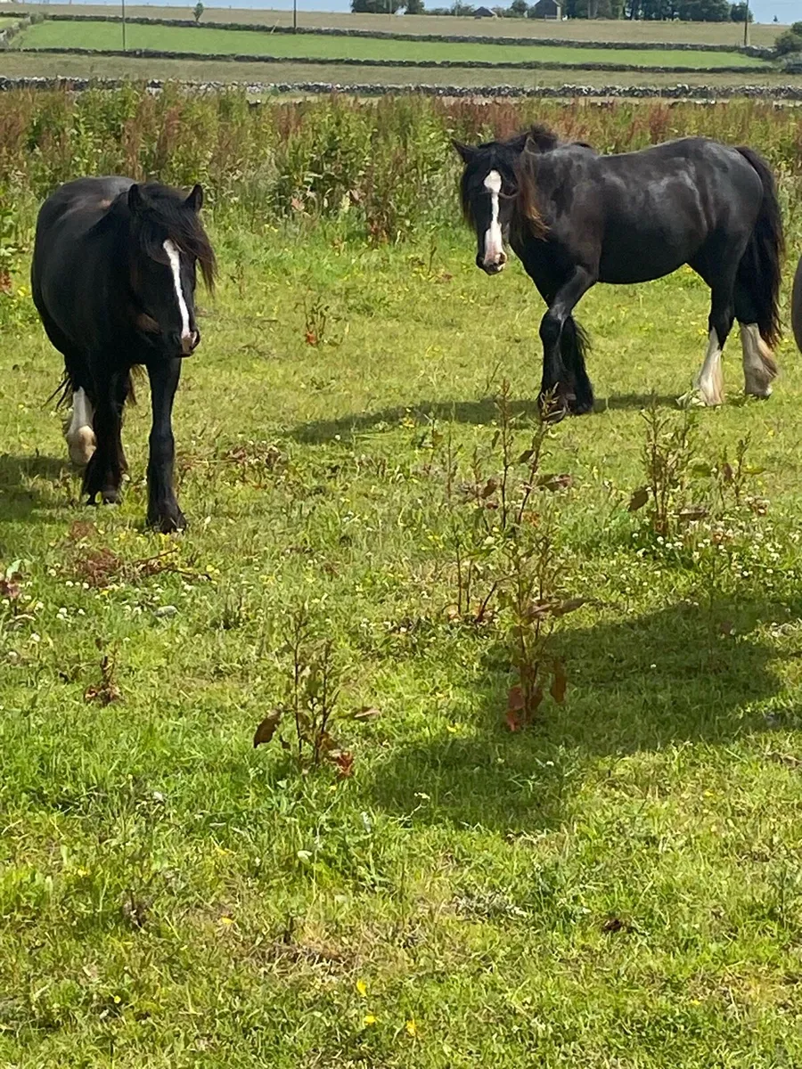 Cob’s Fillies - Image 2