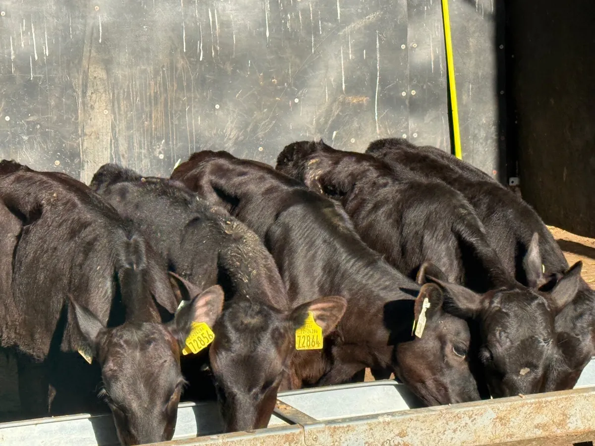 5 REARED ANGUS HEIFERS ( 3 MONTHS) - Image 1