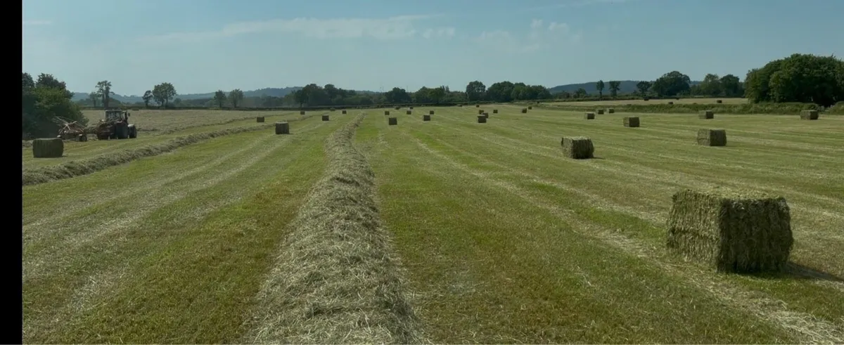 Haylage - Image 4