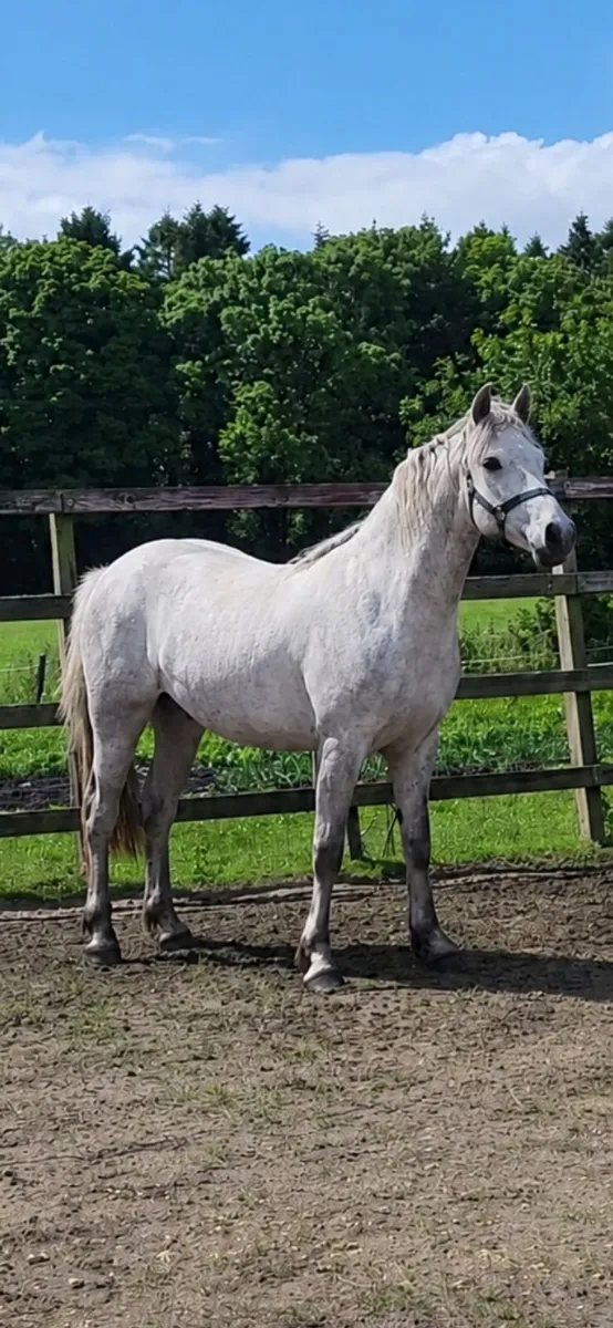 Connemara Pony, Galtee John Boy - Image 1