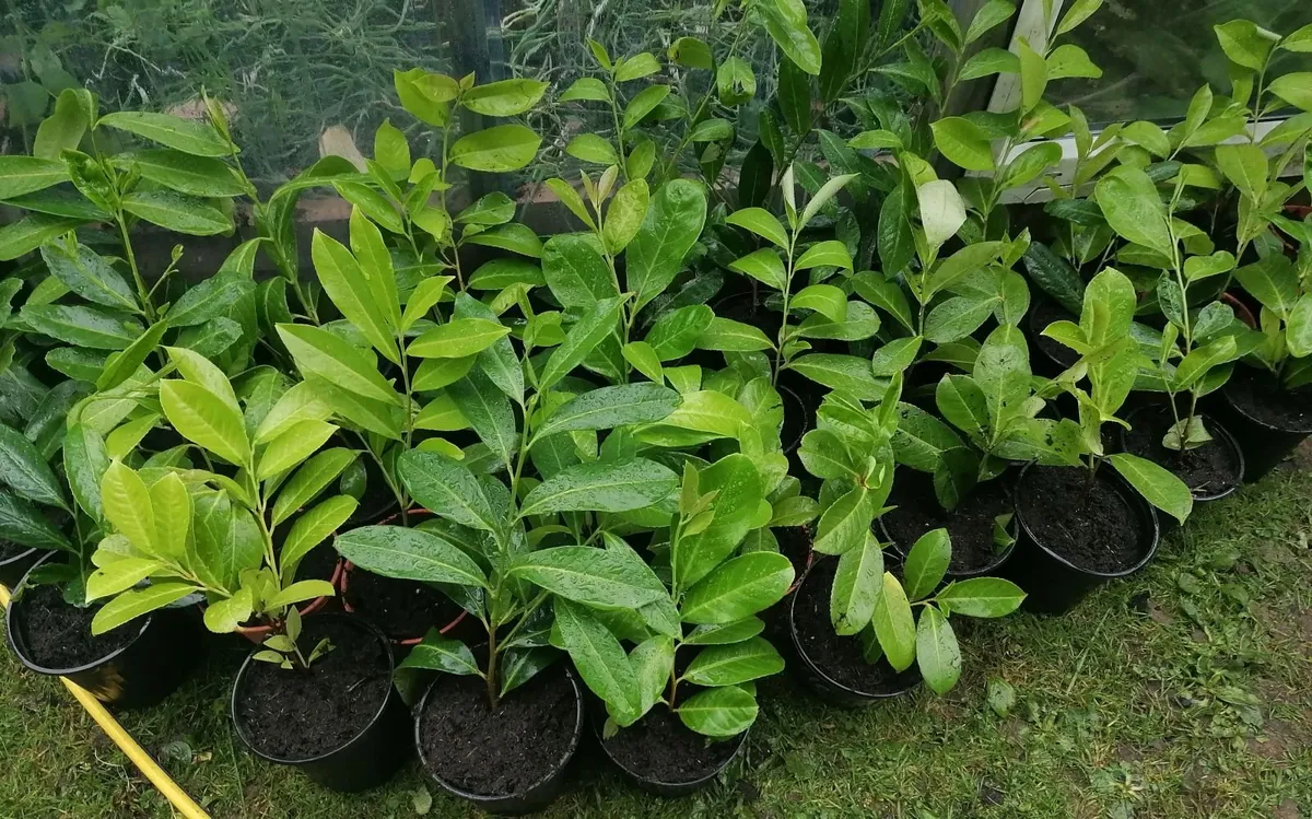Laurel Hedging  Potted - Image 1
