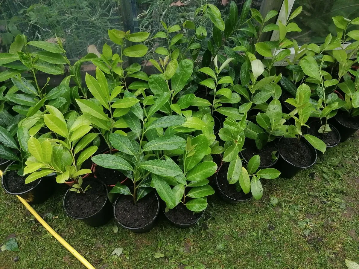 Laurel Hedging  Potted - Image 2