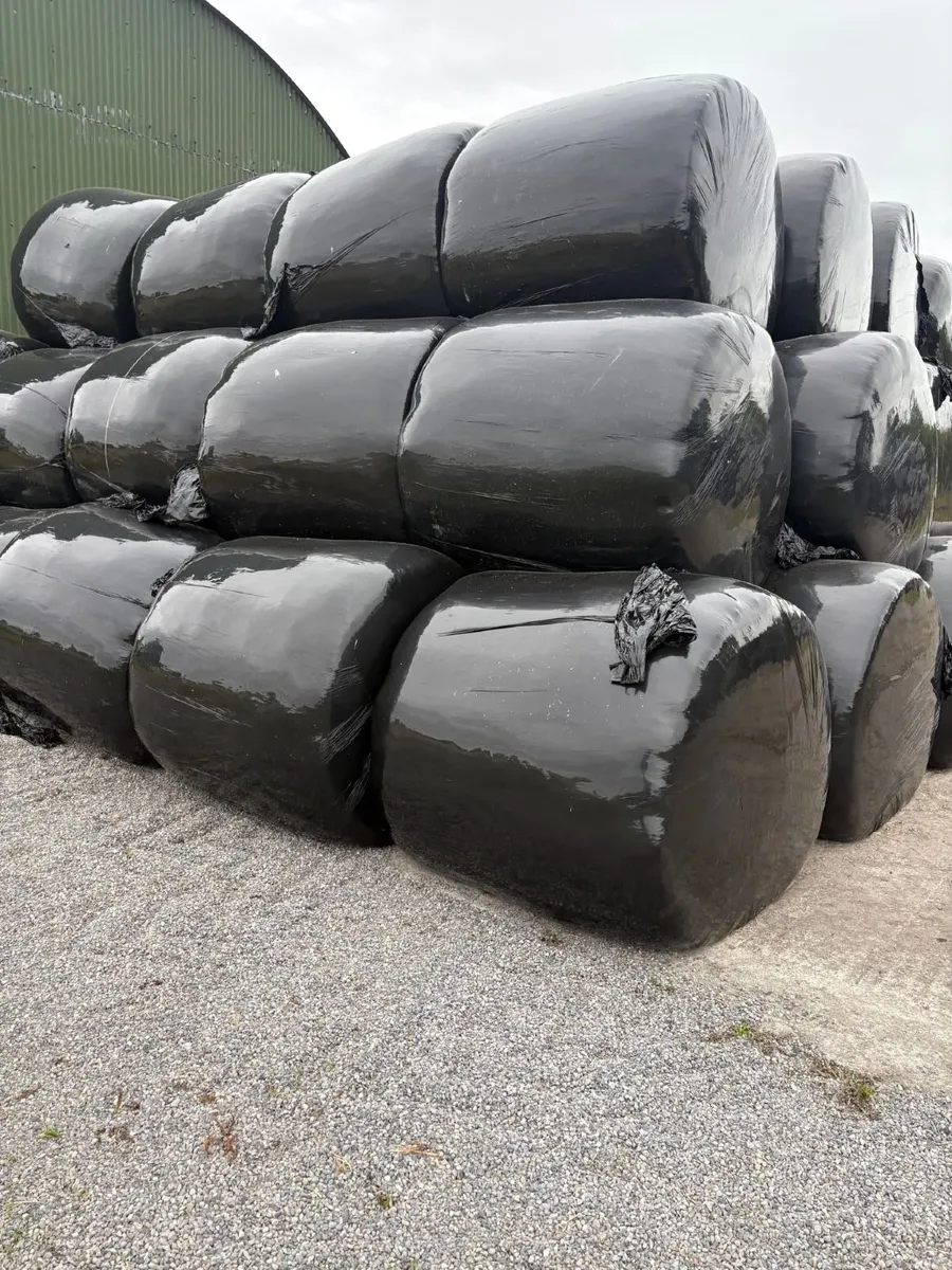Silage - Image 3