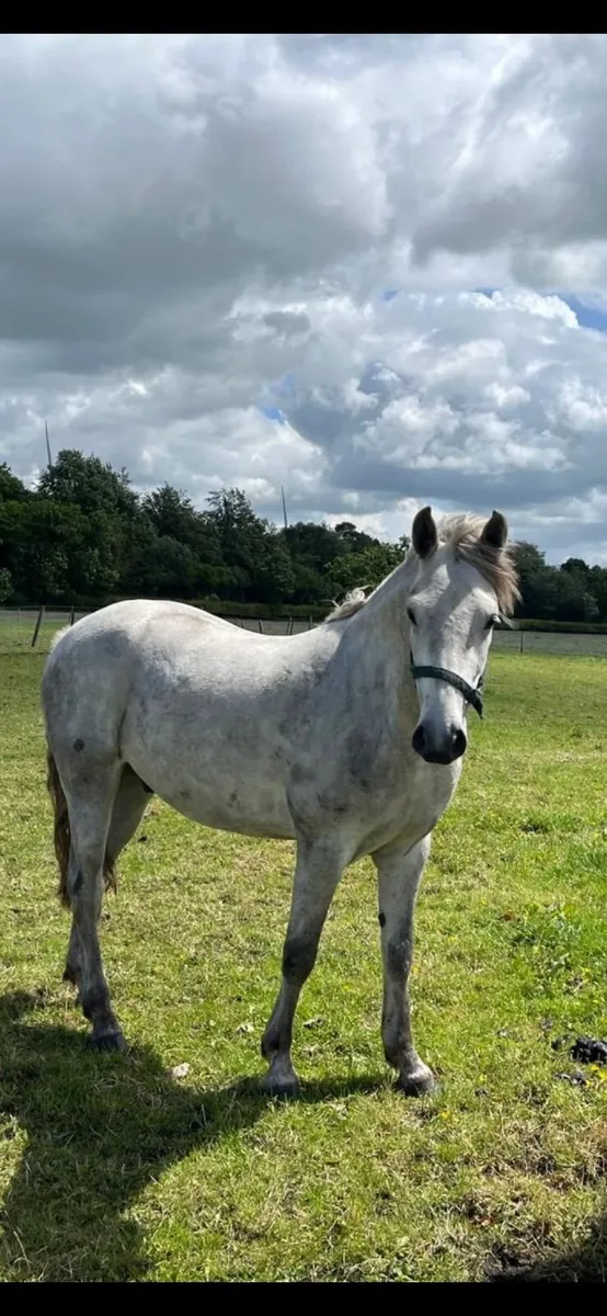 Connemara Pony, Galtee John Boy - Image 4