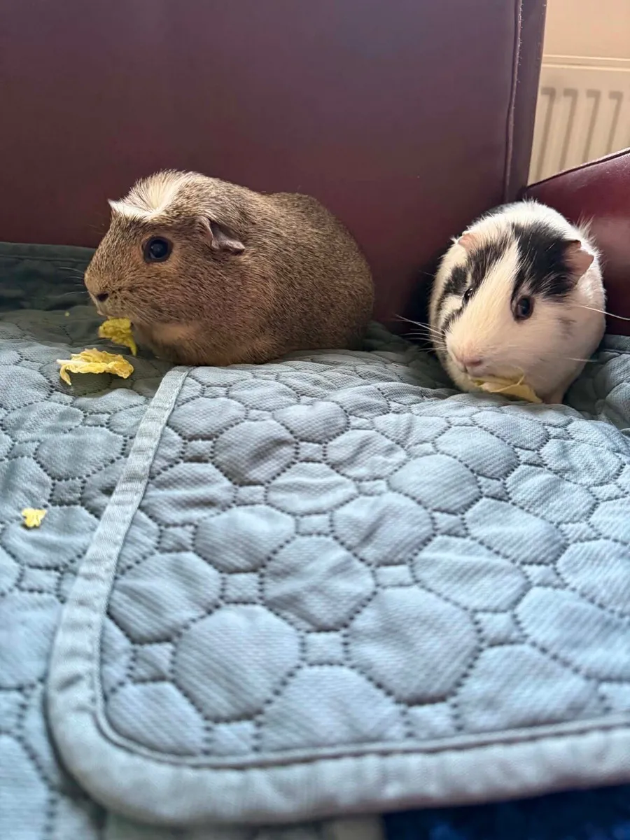 Guinea pigs - Image 2