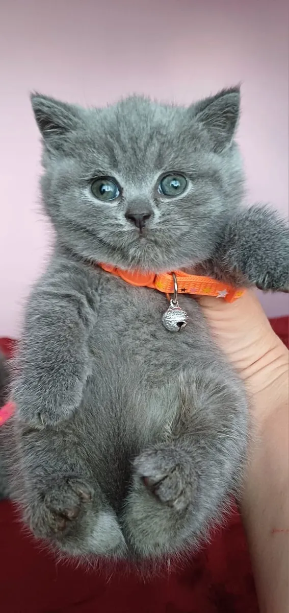Amazing Purebred British Shorthair kittens - Image 1