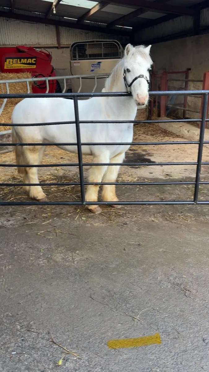 5 year old cob pony