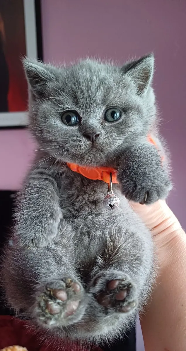 Amazing Purebred British Shorthair kittens - Image 3