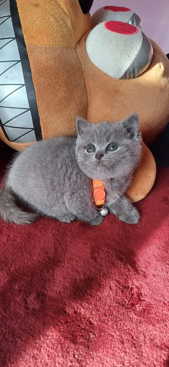 Amazing Purebred British Shorthair kittens - Image 3