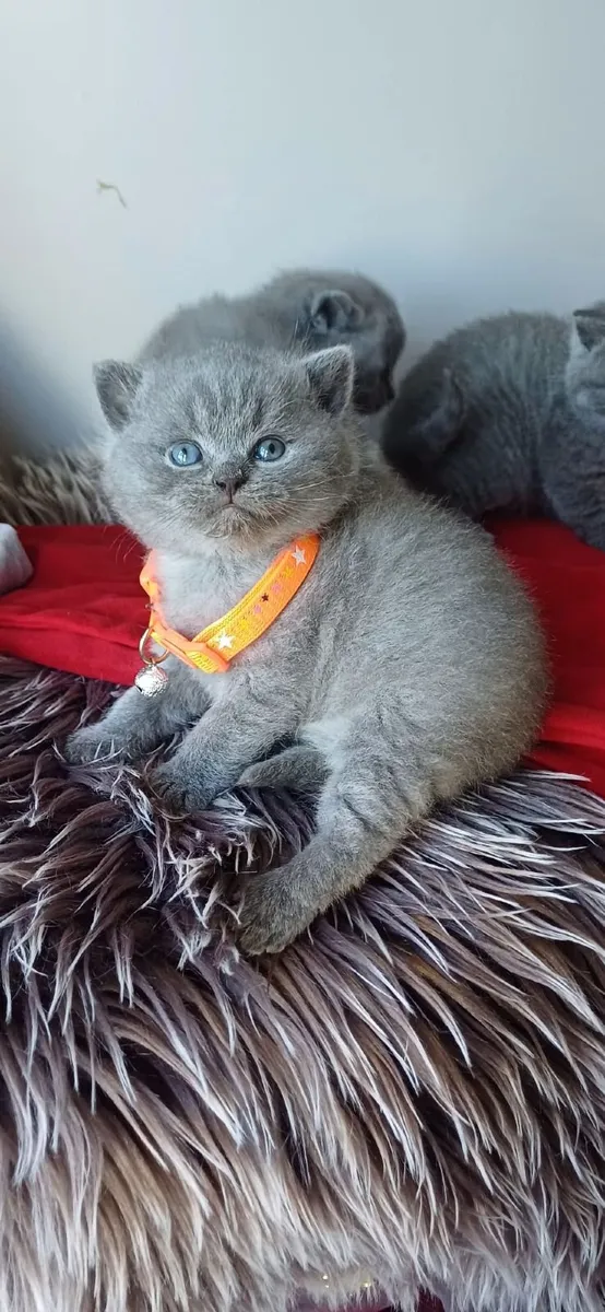 Amazing Purebred British Shorthair kittens - Image 4