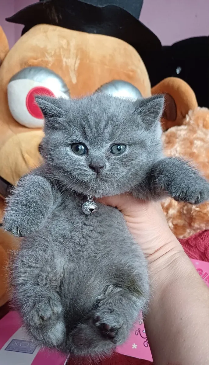 Amazing Purebred British Shorthair kittens - Image 4