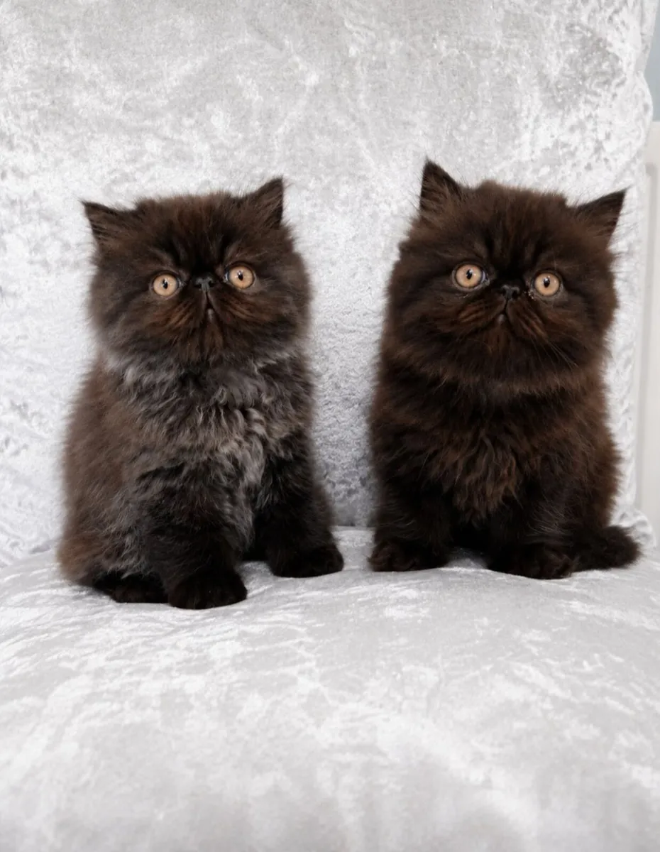 Kitten - Image 3