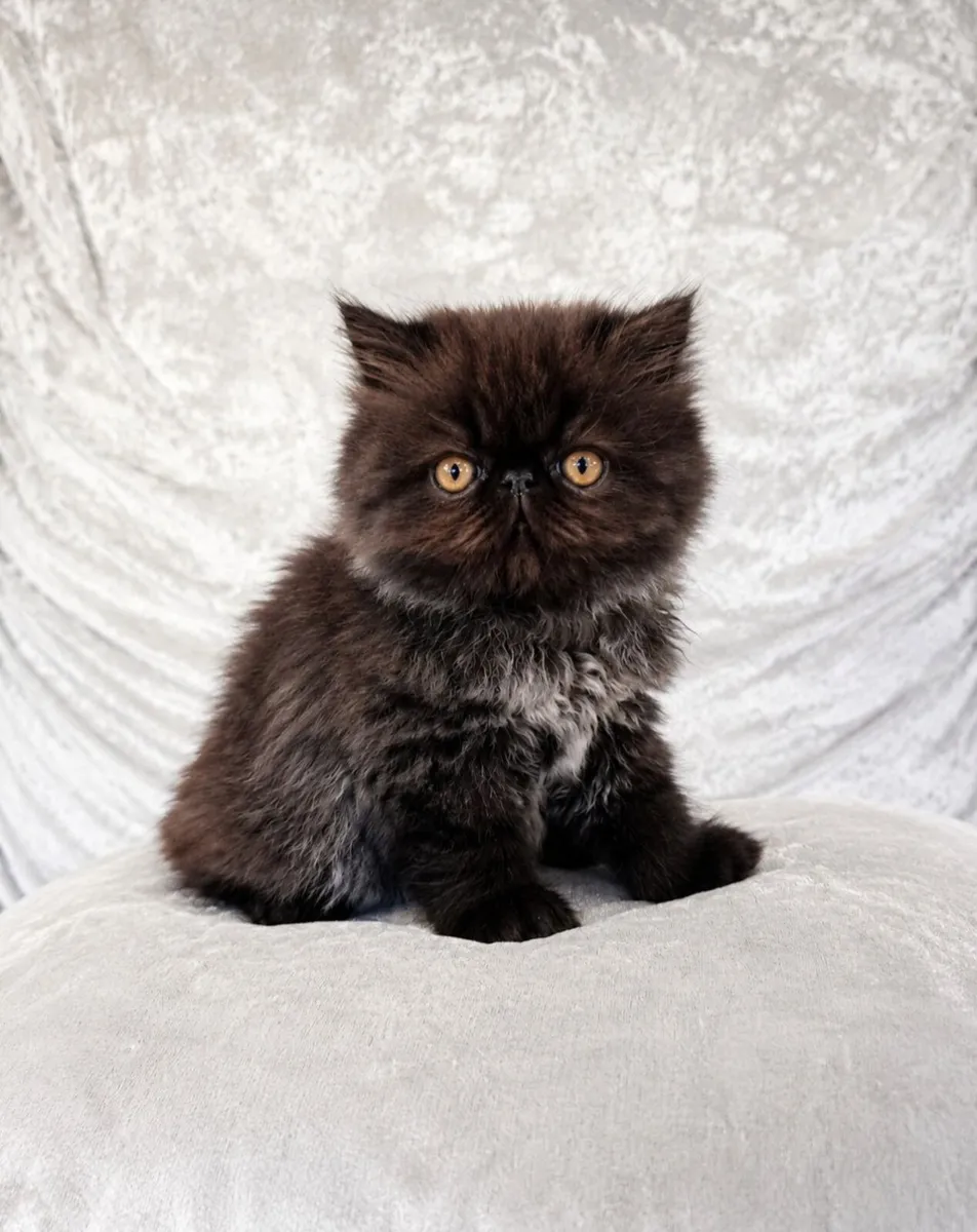 Kitten - Image 2