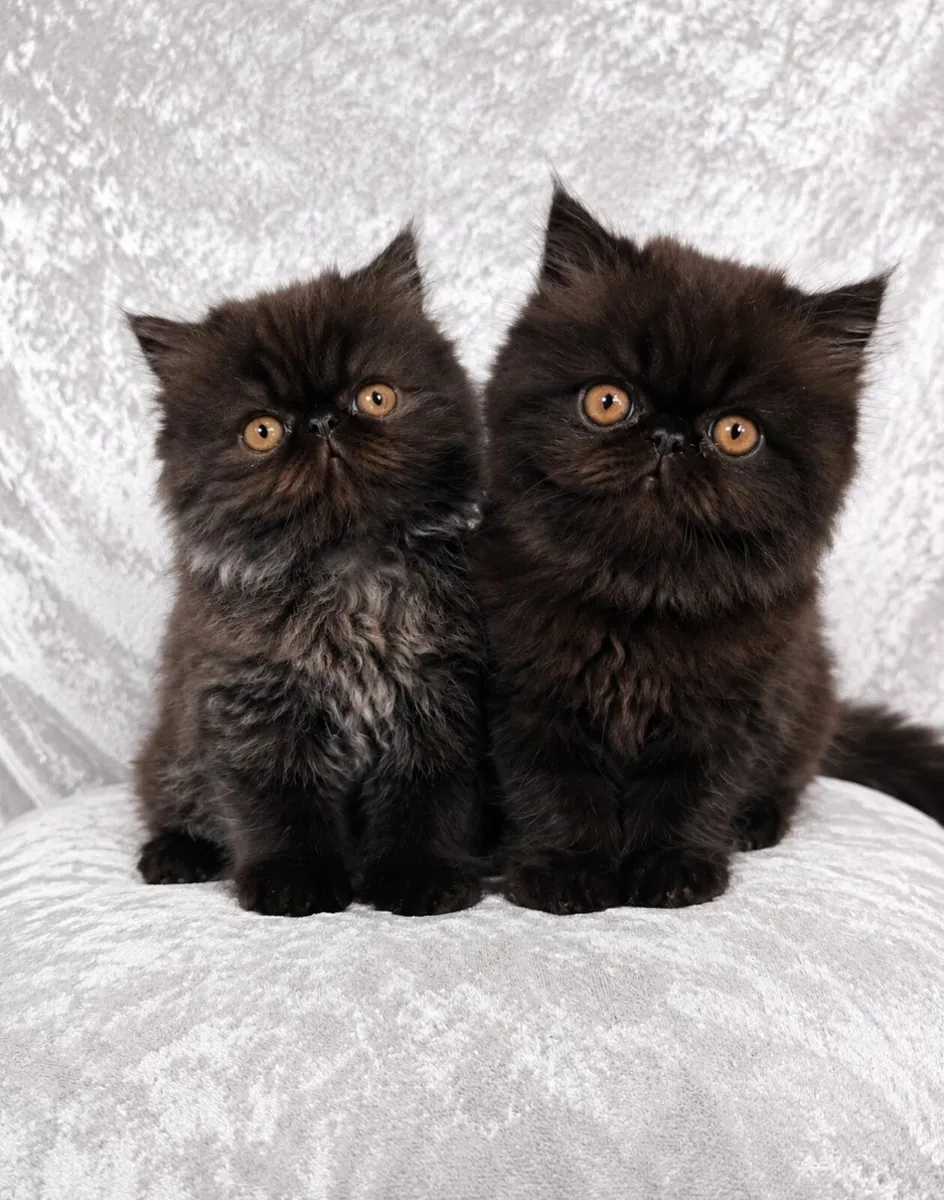 Kitten - Image 1
