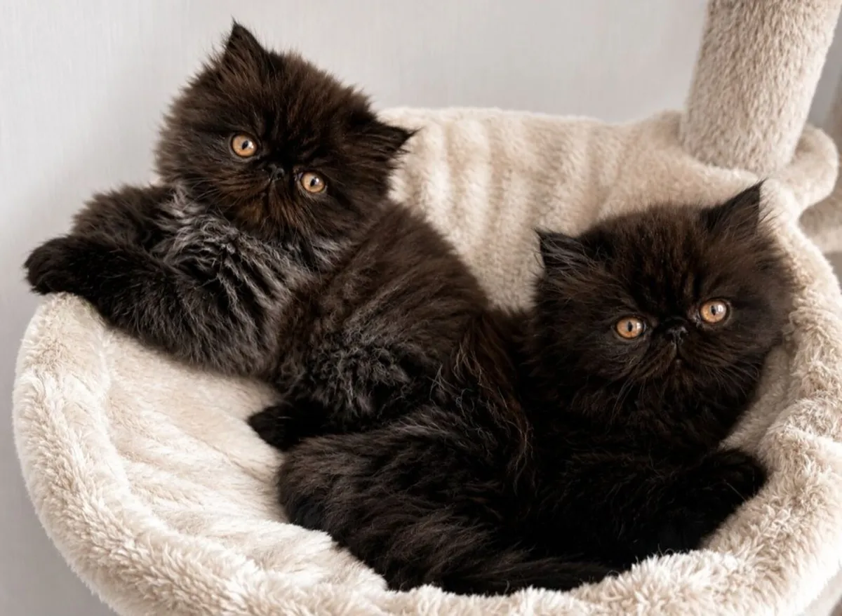Kitten - Image 4