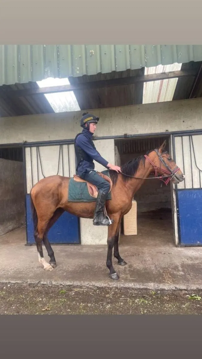 Riding horse - Image 4