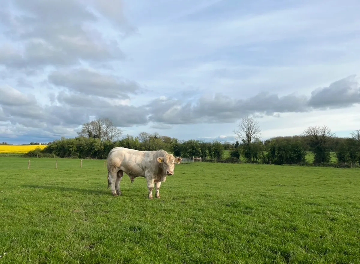 Super purebred Charolais bull - Image 1