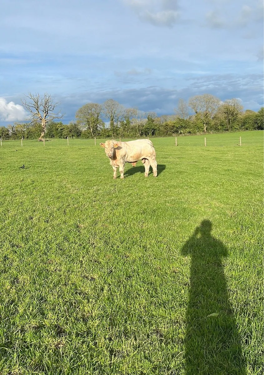 Super purebred Charolais bull - Image 2