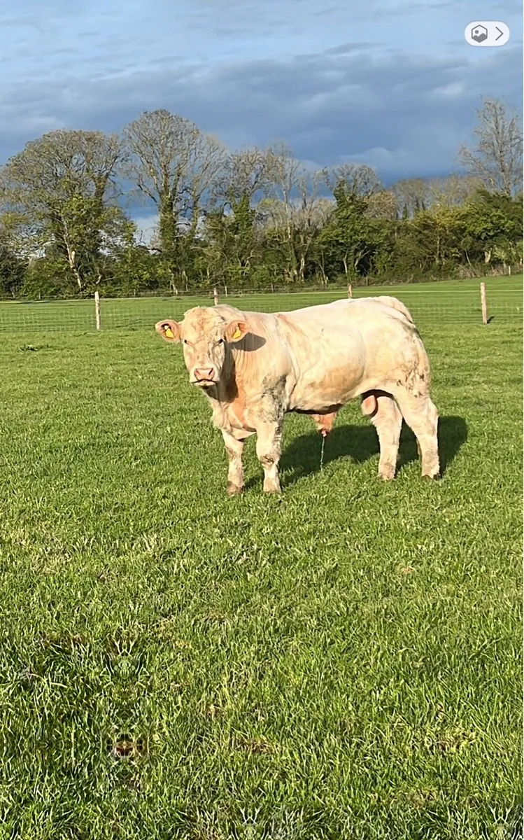 Super purebred Charolais bull - Image 3