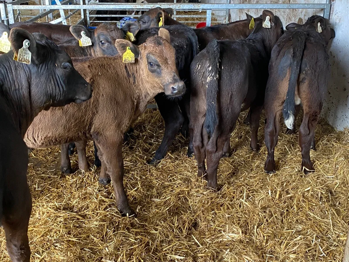 8 Super Fully Reared Angus Heifer Calves - Image 1