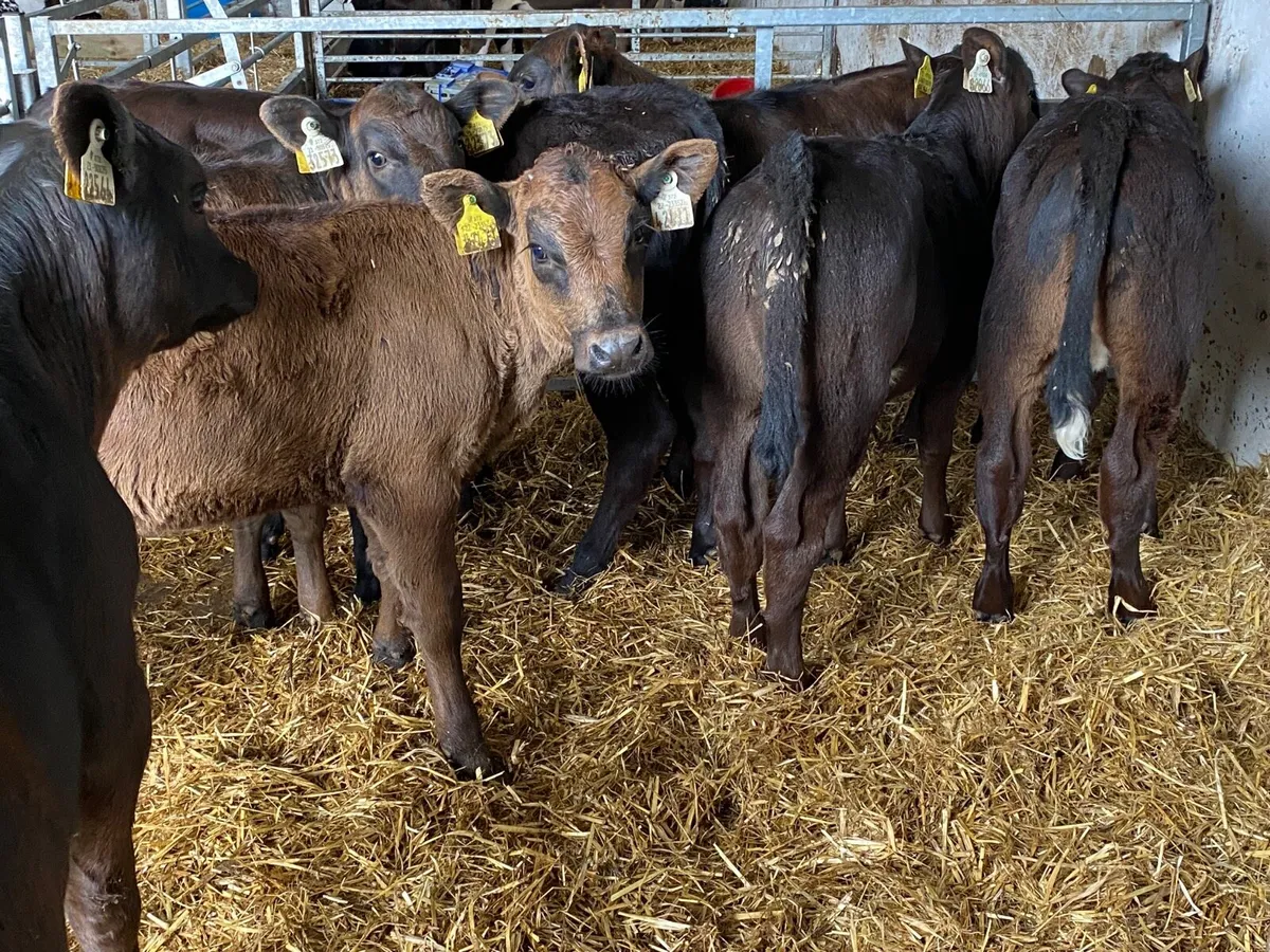 8 Super Fully Reared Angus Heifer Calves - Image 2