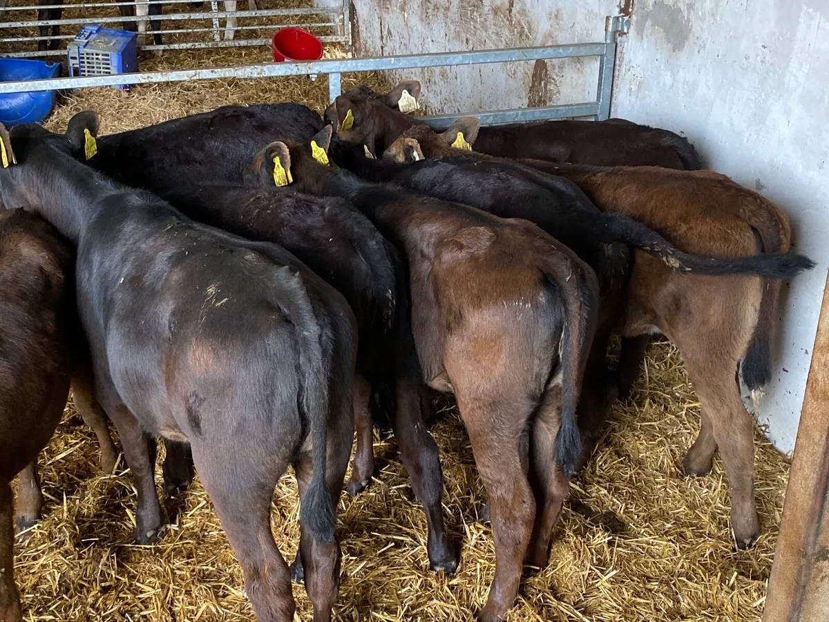 8 Super Fully Reared Angus Heifer Calves - Image 4