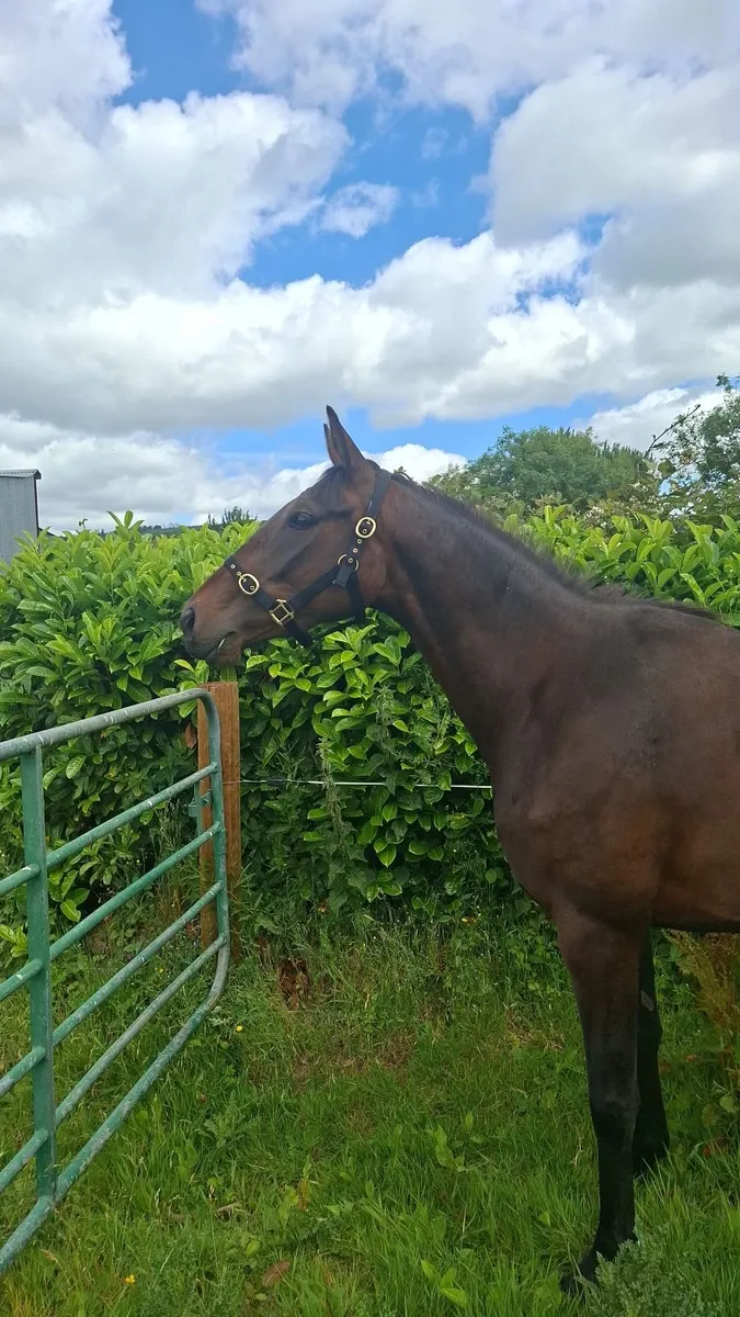 Horses - Image 4