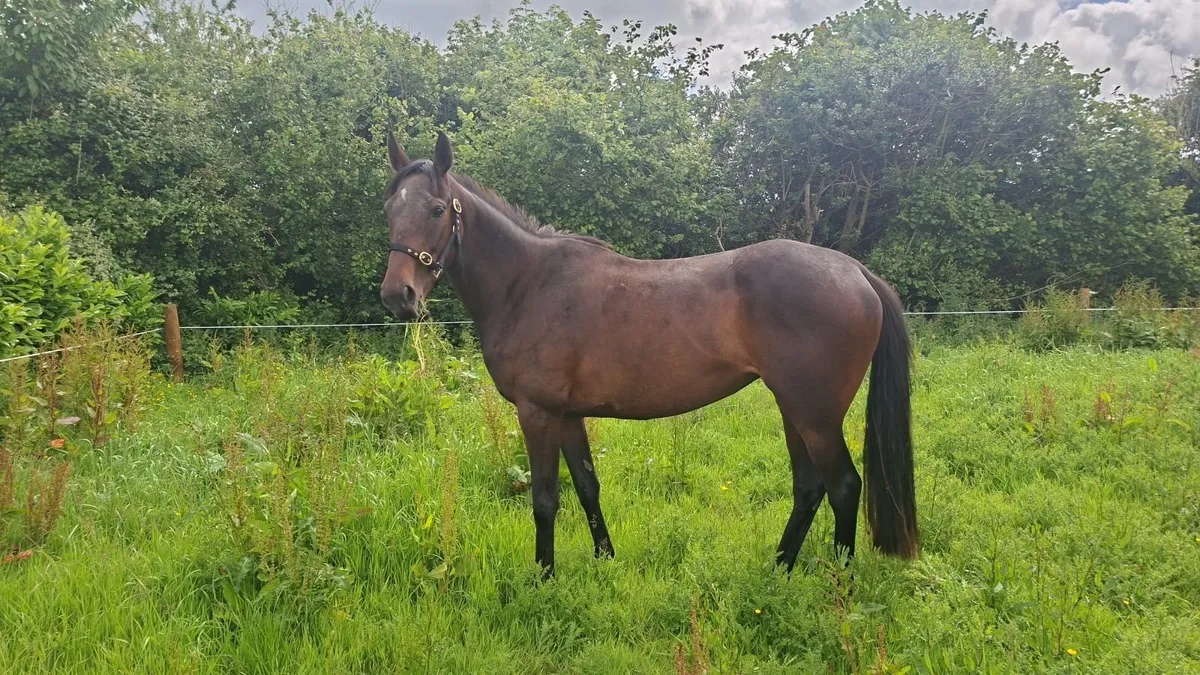 Horses - Image 1