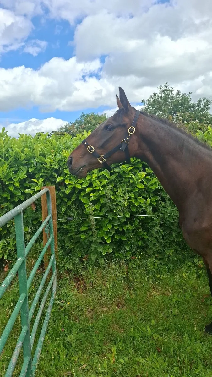 Horses - Image 3