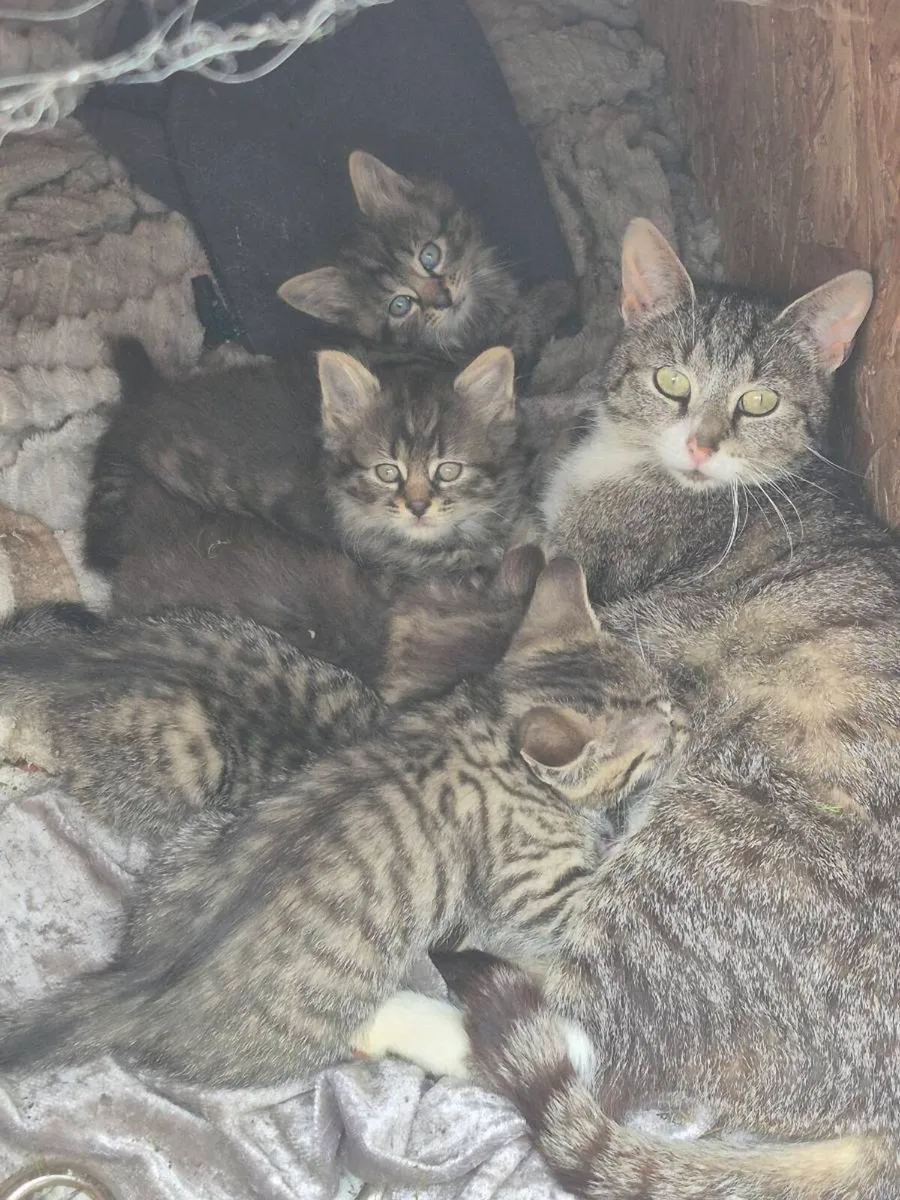 Kittens - Image 1