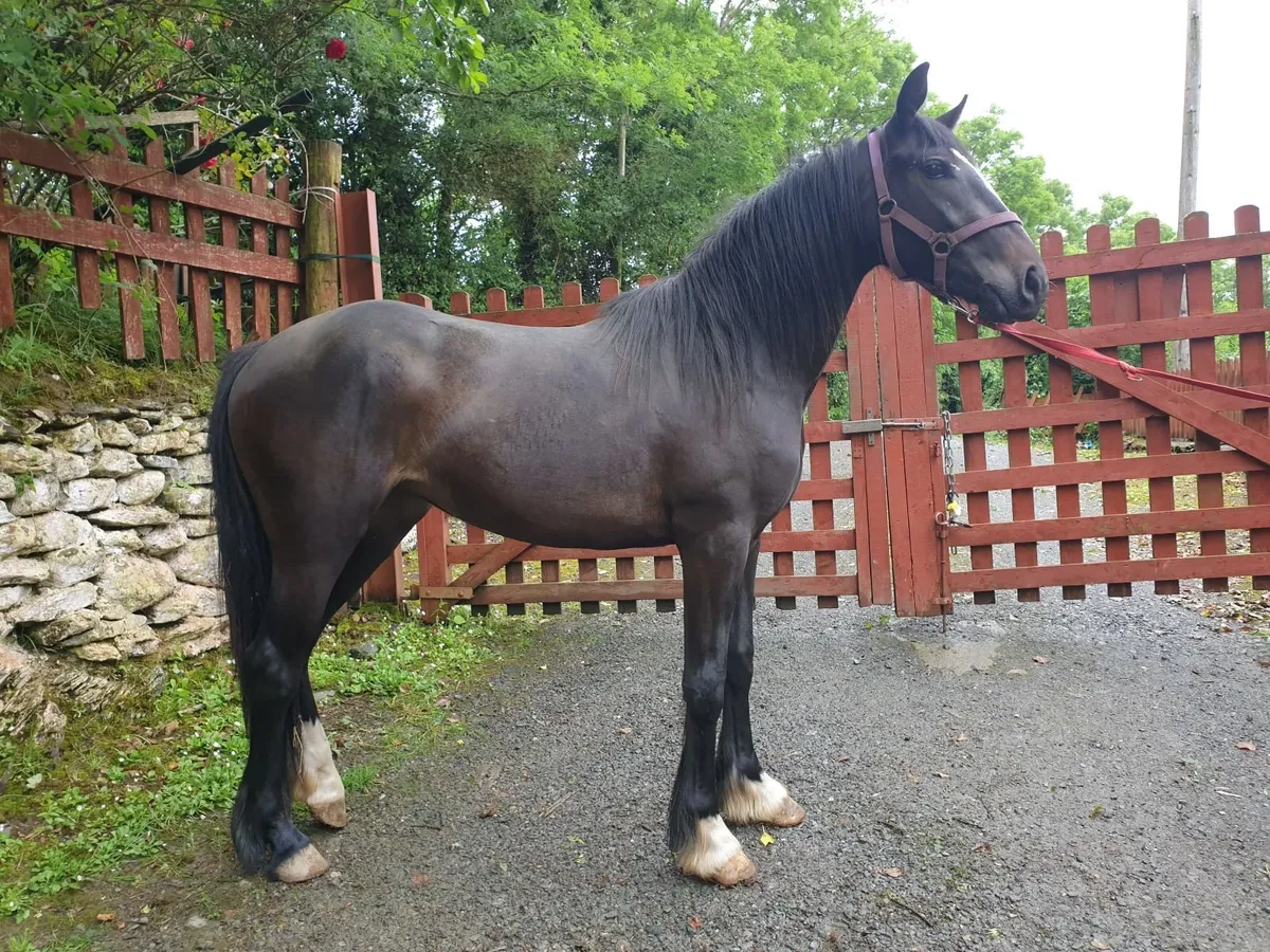 2 yo bay Filly - Image 1