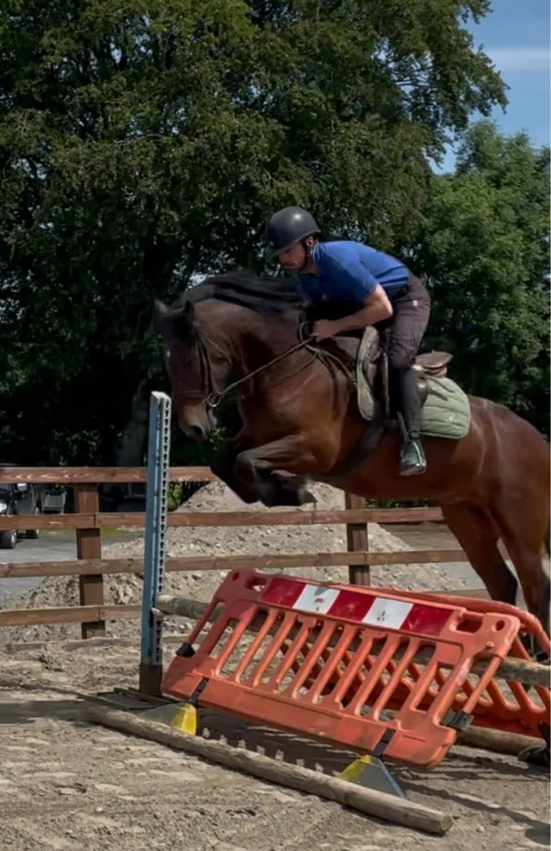 Superb all-rounder cob - Image 1