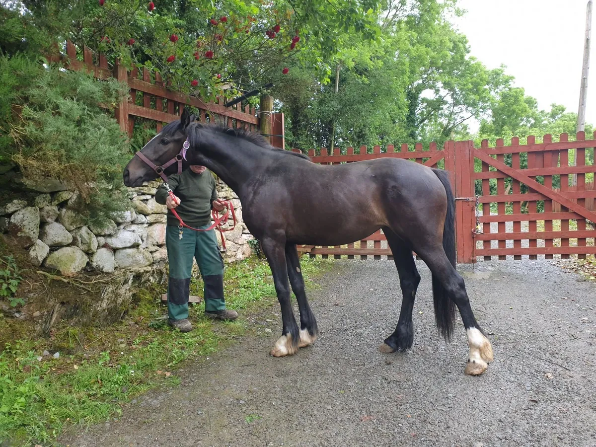 2 yo bay Filly - Image 3