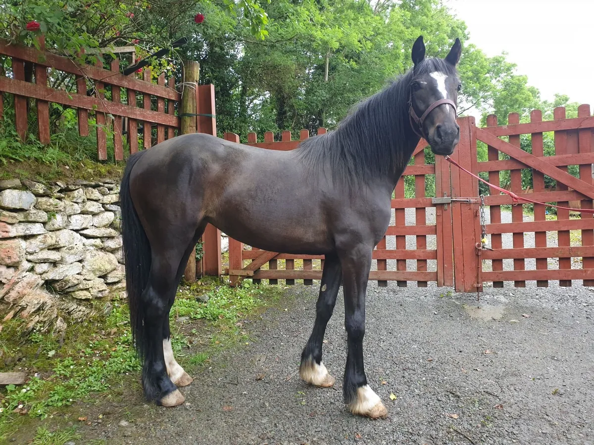 2 yo bay Filly - Image 2