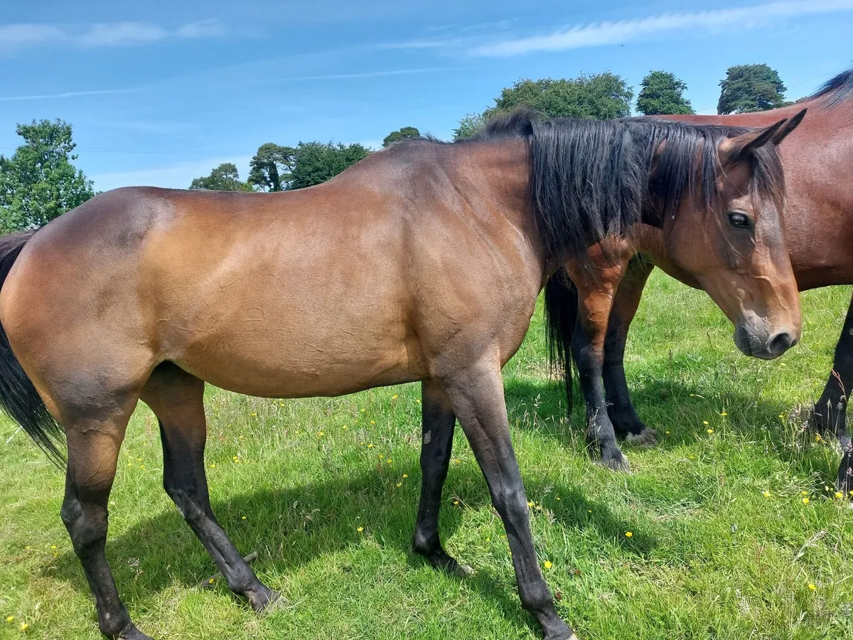 Mare tb - Image 4