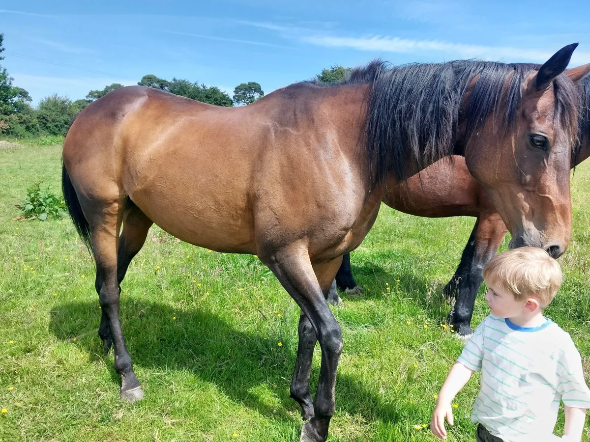 Mare tb - Image 1