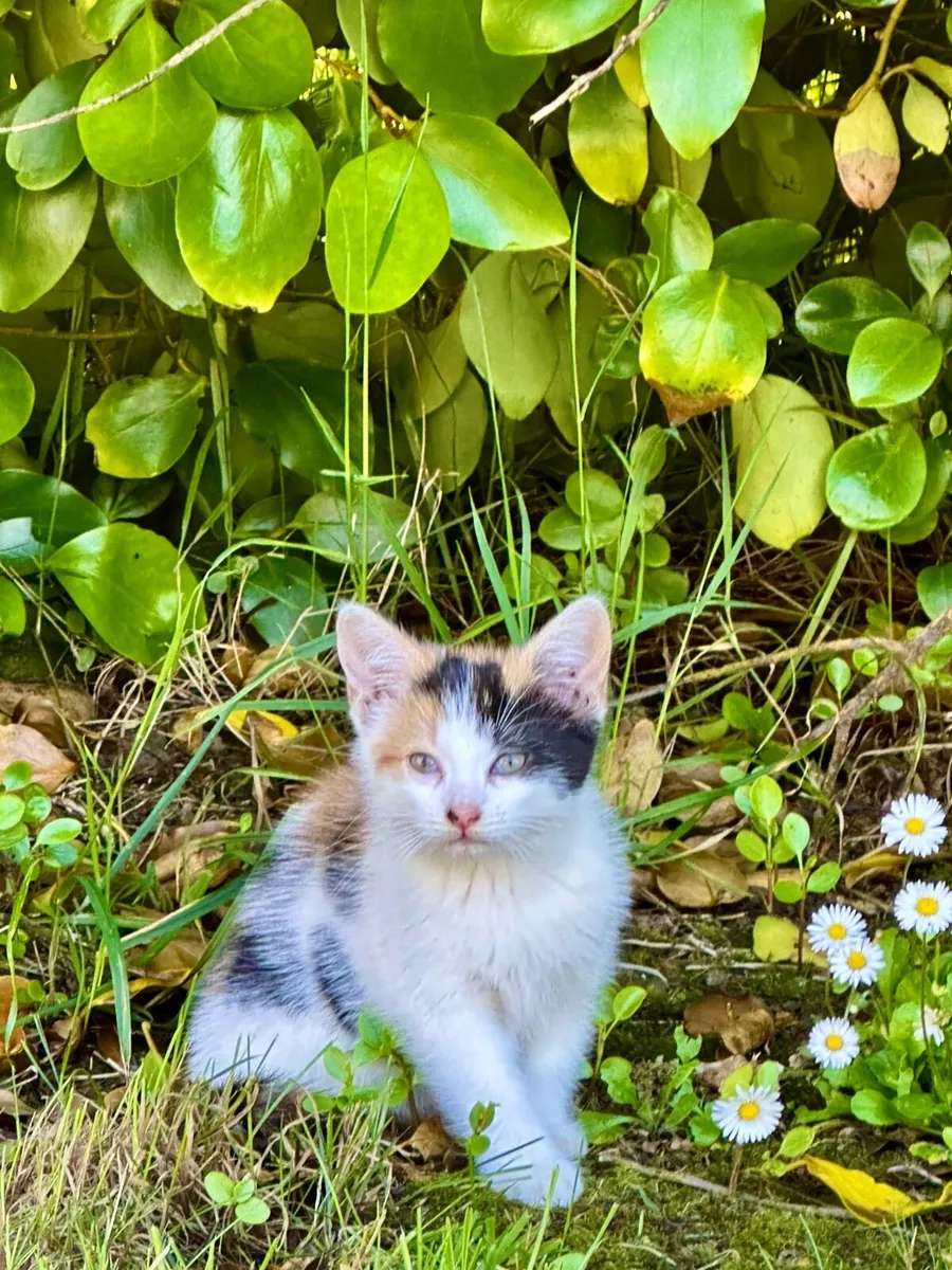 Kittens - Image 2